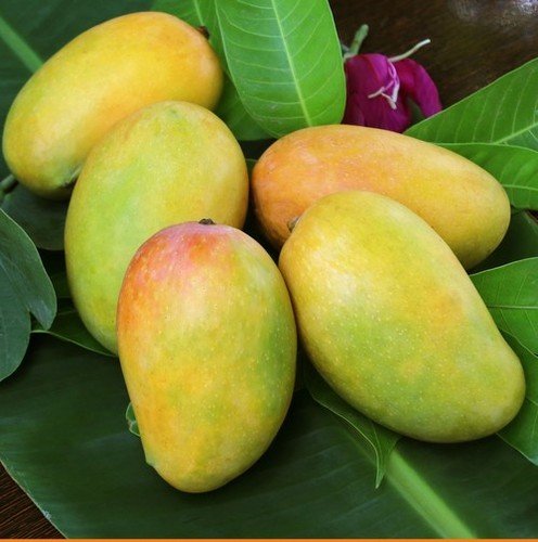 Kesar-Mango
